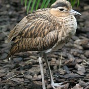 Double-striped Thick-knee